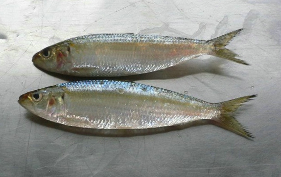 内乡县夏馆镇镇北中心小学:教育扶贫家访活动进行中【IM电竞官网】(图2) IM电竞官网