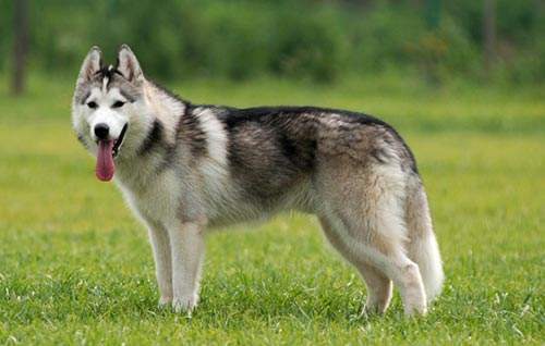 哈士奇生理期可以洗澡吗|IM电竞官网(图2)
哈士奇生理期可以洗澡吗|IM电竞官网(图2)