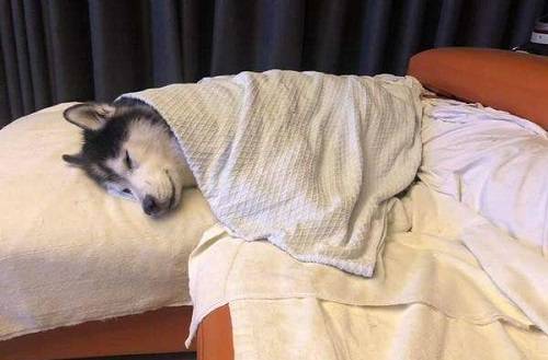 哈士奇生理期可以洗澡吗|IM电竞官网(图3)
哈士奇生理期可以洗澡吗|IM电竞官网(图3)